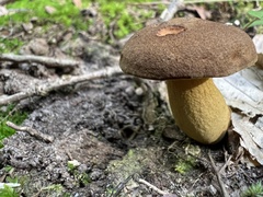 Aureoboletus