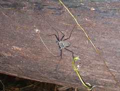 Paraphrynus laevifrons