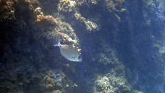 Diplodus sargus