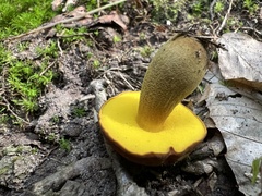 Aureoboletus