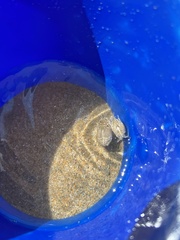 Emerita analoga
