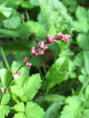 Persicaria mitis
