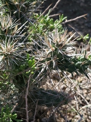 Cylindropuntieae