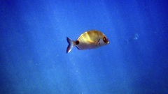 Diplodus sargus