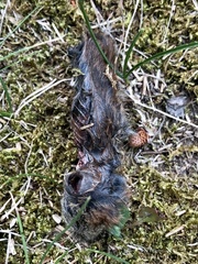 Clethrionomys gapperi