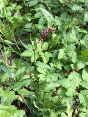 Persicaria mitis