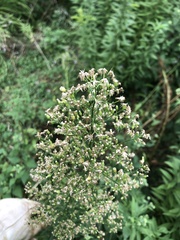 Erigeron