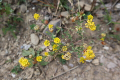 Medicago falcata