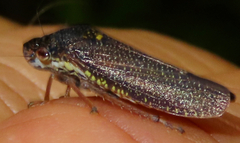 Paraulacizes irrorata