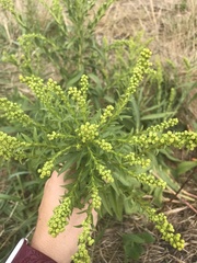Solidago sempervirens