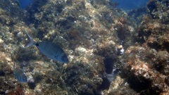 Diplodus sargus