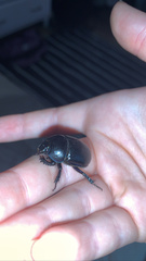 Geotrupes spiniger