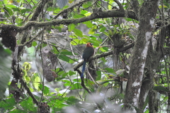 Baryphthengus martii