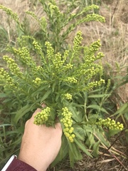 Solidago sempervirens