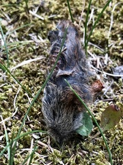 Clethrionomys gapperi