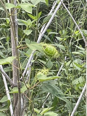 Passiflora foetida