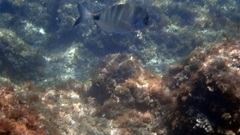 Diplodus sargus