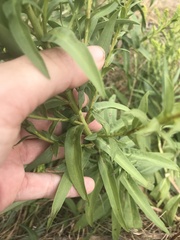 Solidago sempervirens