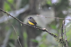 Myiotriccus ornatus