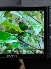 Chlorornis riefferii