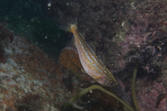Pollachius pollachius