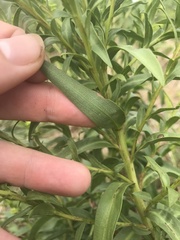 Solidago sempervirens