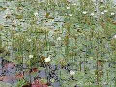 Nymphaea alba