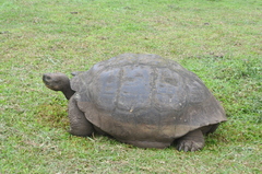 Chelonoidis niger