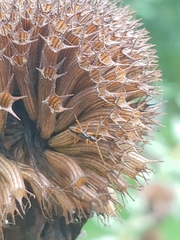 Myodocha serripes