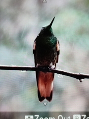 Boissonneaua flavescens