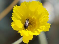 Acmaeodera alicia