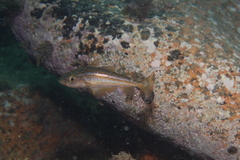 Pollachius pollachius
