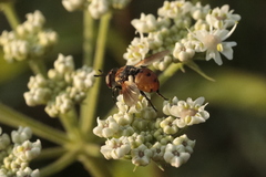 Gymnosoma