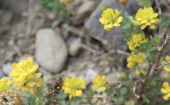 Medicago falcata