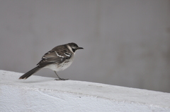 Mimus parvulus parvulus