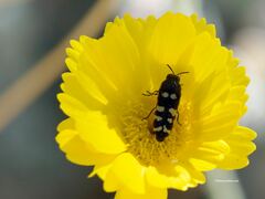 Acmaeodera alicia