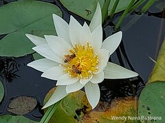 Nymphaea alba