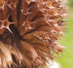 Myodocha serripes