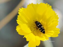 Acmaeodera alicia