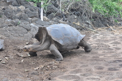 Chelonoidis niger