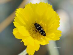 Acmaeodera alicia