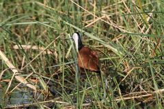 Actophilornis africanus