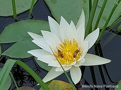 Nymphaea alba