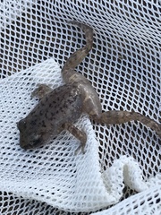 Eleutherodactylus campi