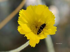 Acmaeodera alicia