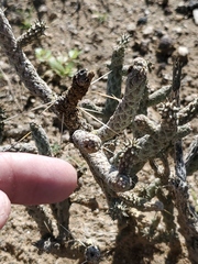 Cylindropuntia ramosissima