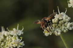 Gymnosoma