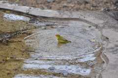 Setophaga petechia aureola