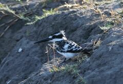 Ceryle rudis rudis