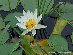 Nymphaea alba